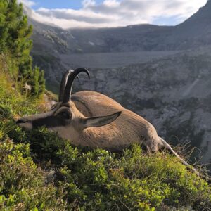 Pauschalangebot - Gamsabschuss ohne Limit / Österreich