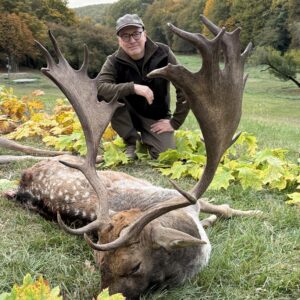 Damhirschbrunft in Gyulaj / Ungarn