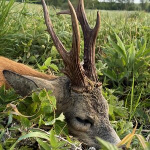Bockjagd in Masuren / Polen