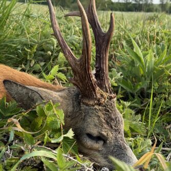 Bockjagd in Masuren / Polen