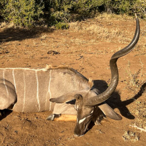 SĂĽdafrika Zululand - Safari