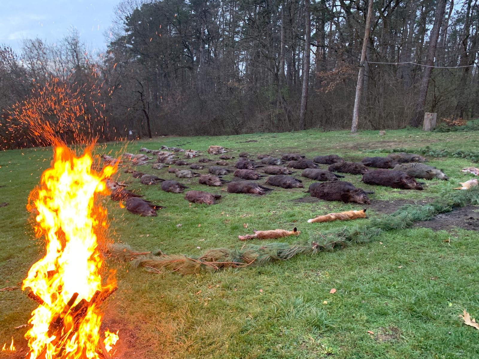 Ungarn Drückjagd – Bild 2