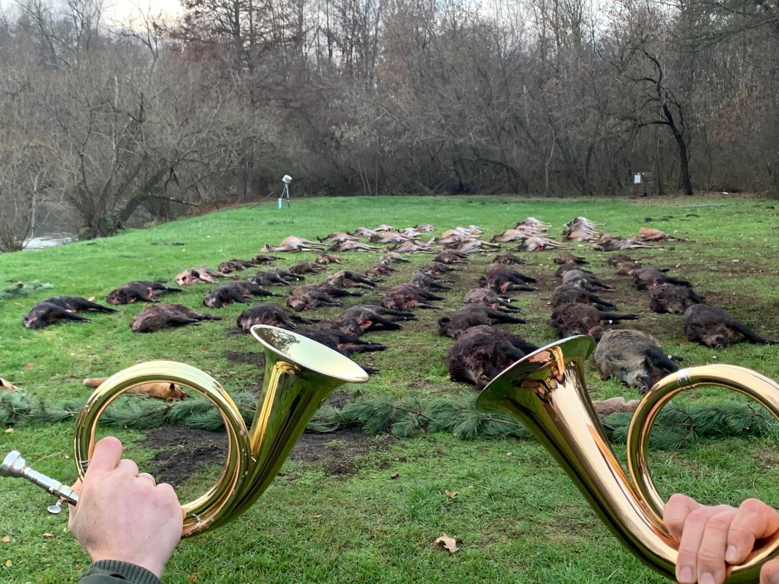 Ungarn Drückjagd