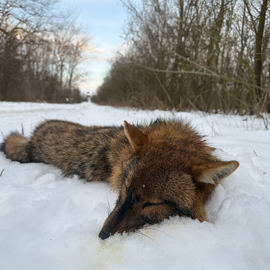Ungarn Drückjagd – Bild 4