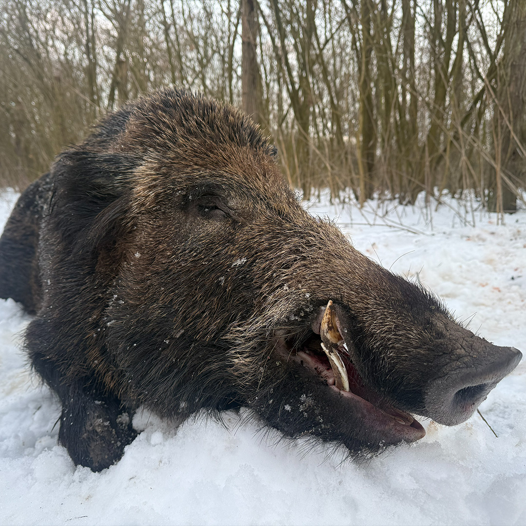 Ungarn Drückjagd – Bild 5