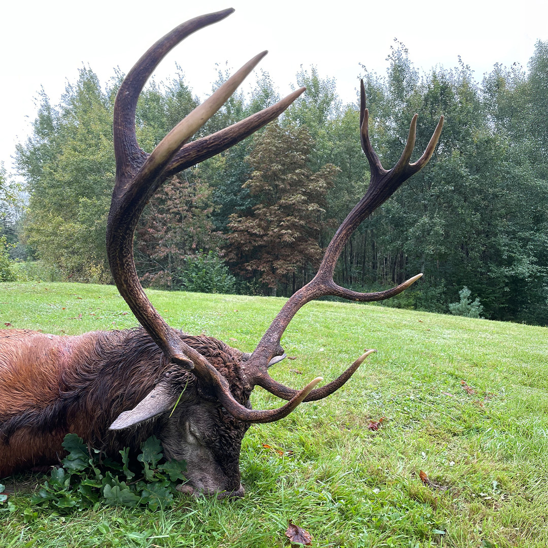 Erlegter Rothirsch mit kräftigem Geweih auf einer Wiese vor herbstlichem Mischwald