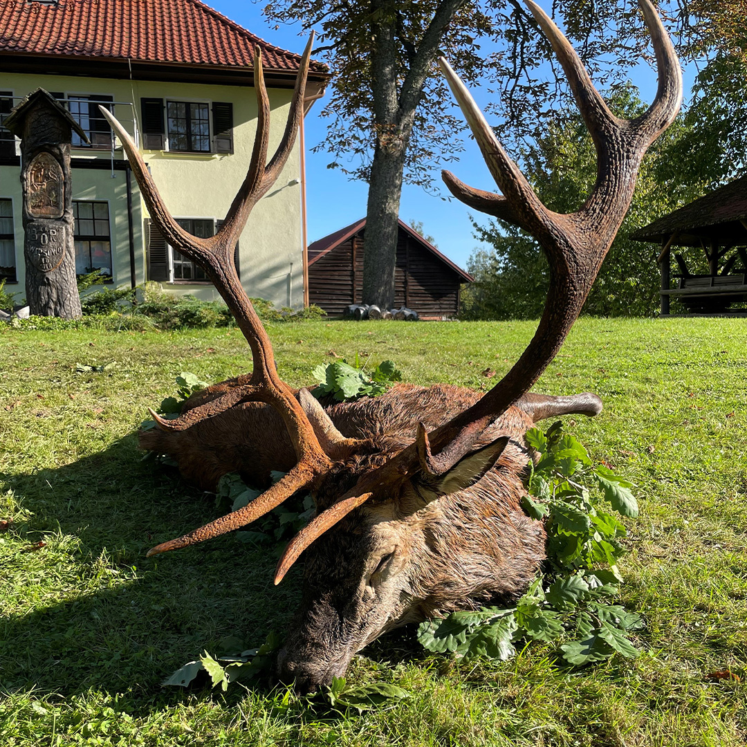 Erlegter kapitaler Rothirsch mit starkem Geweih auf der Wiese vor einem Jagdhaus
