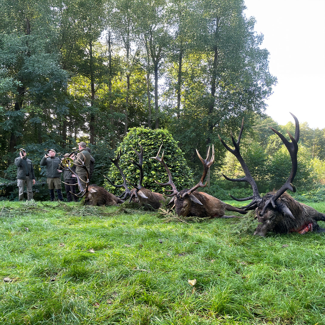 Jagdstrecke mit mehreren erlegten Rothirschen, Jäger verblasen die Strecke am Waldrand