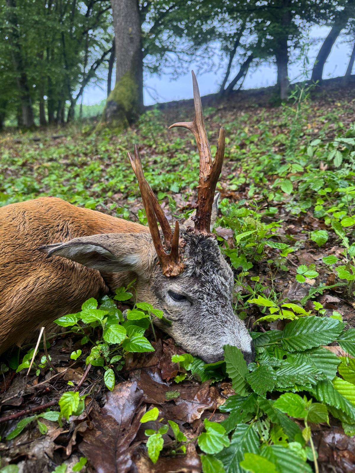 Rehbockjagd in Rumänien / Siebenbürgen – Bild 12