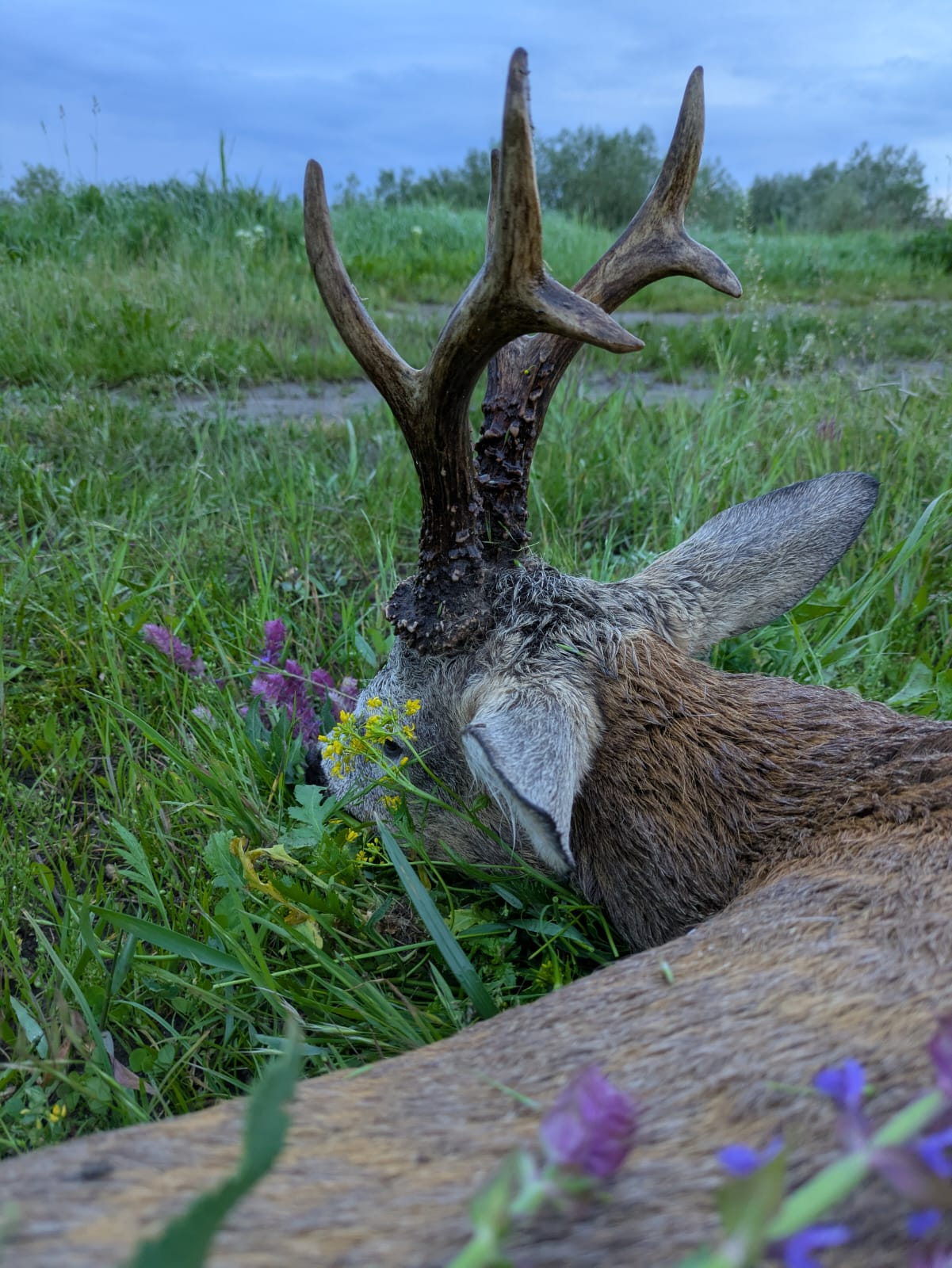 Rehbockjagd in Rumänien / Siebenbürgen – Bild 11