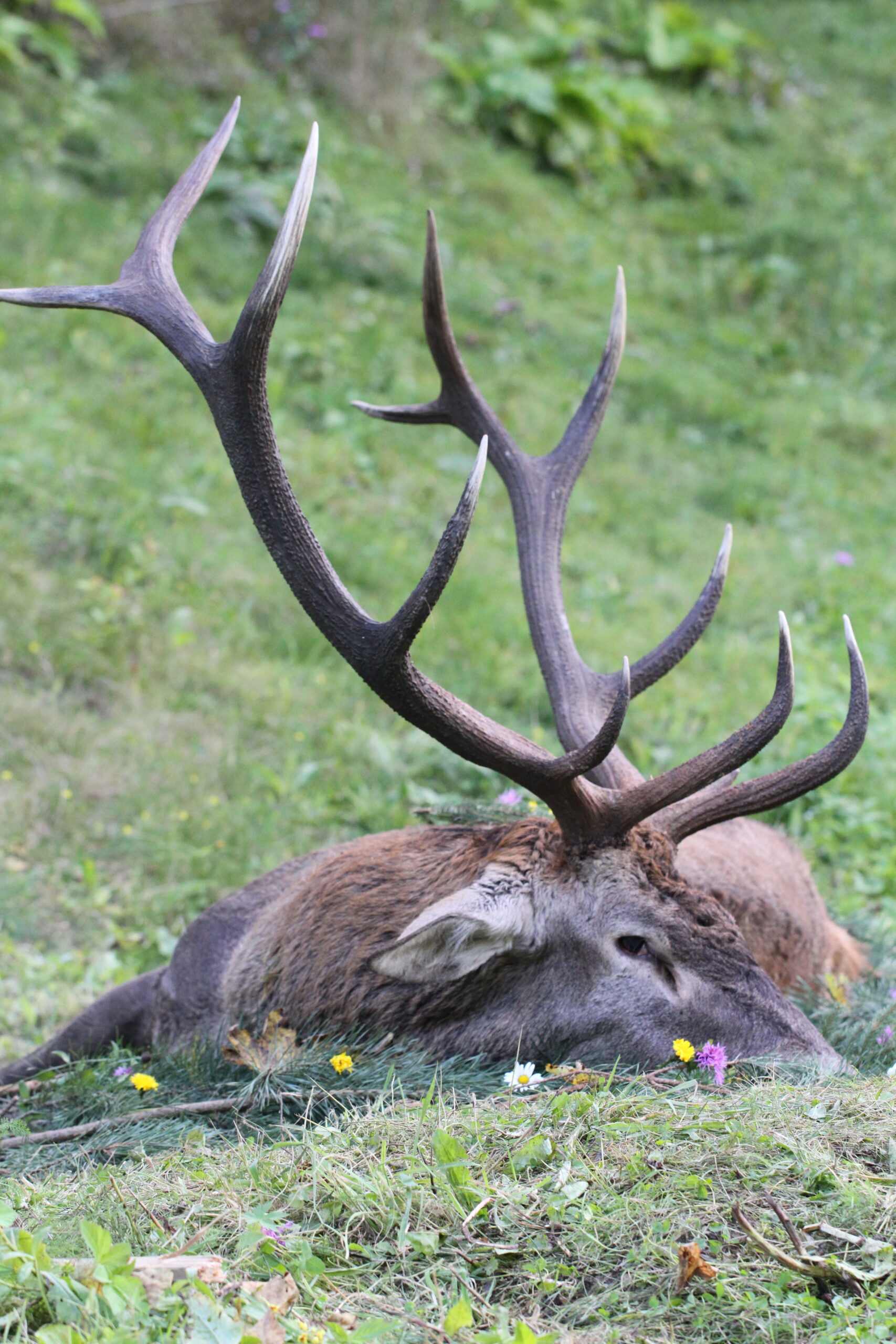 Rothirschjagd in Ostkarpaten / Piatra Neamt – Bild 5