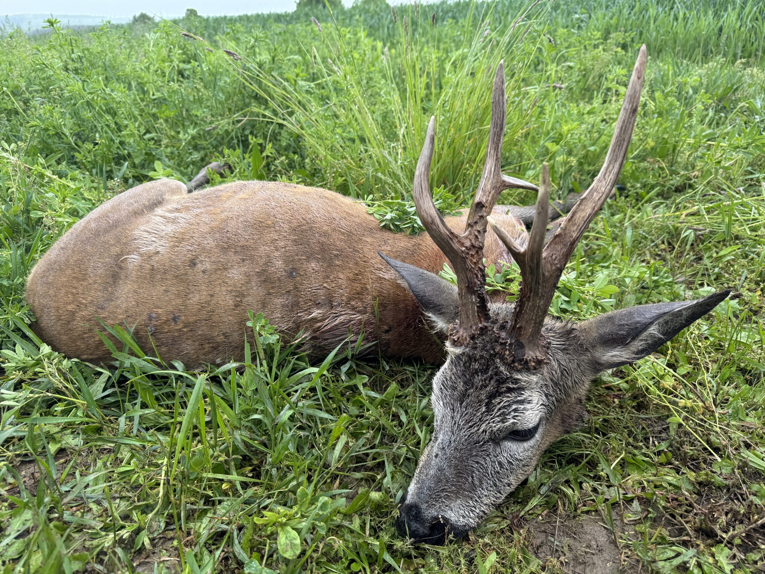 Rehbockjagd in Rumänien / Siebenbürgen – Bild 10