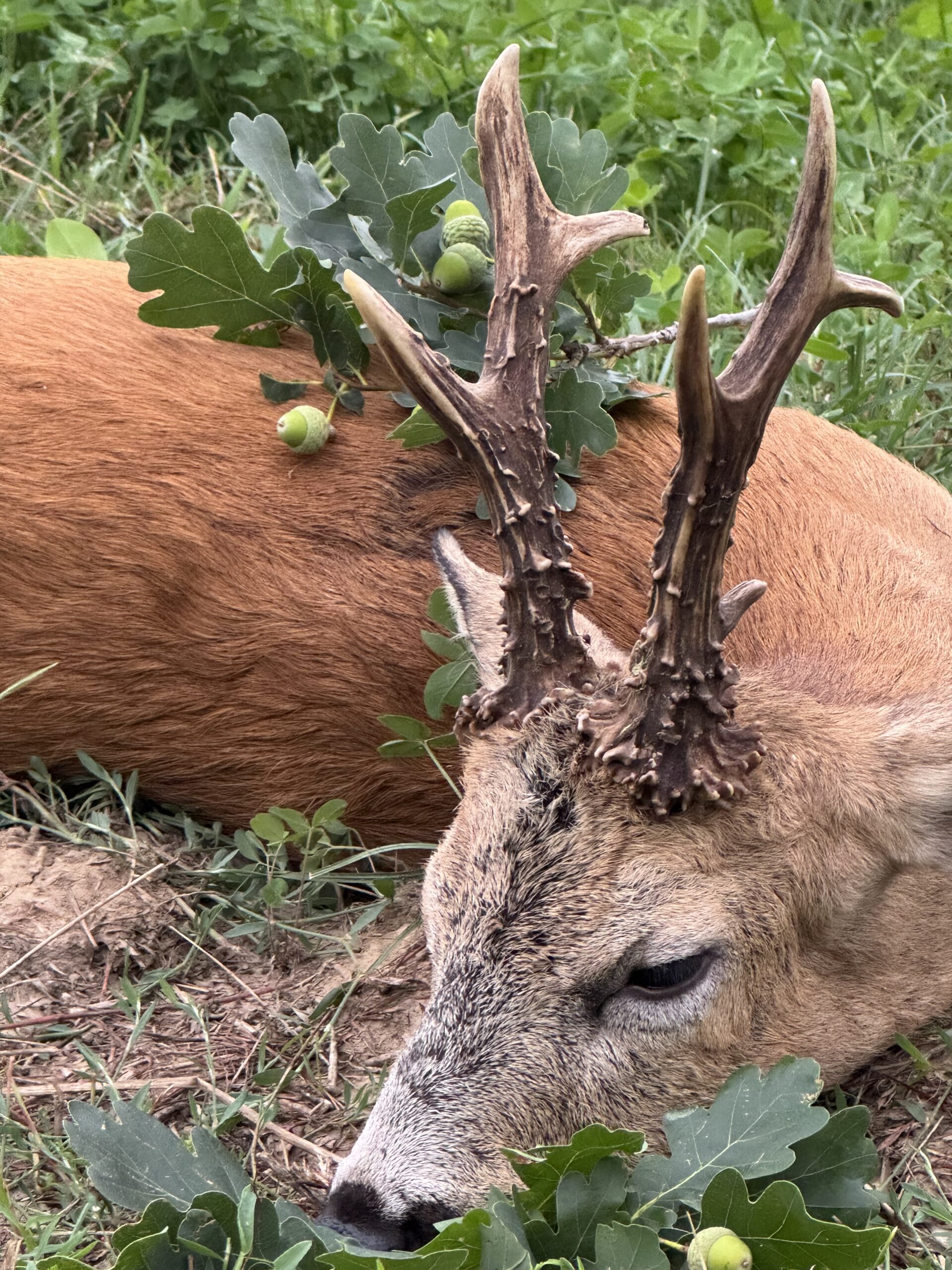 Rehbockjagd in Rumänien / Siebenbürgen – Bild 9