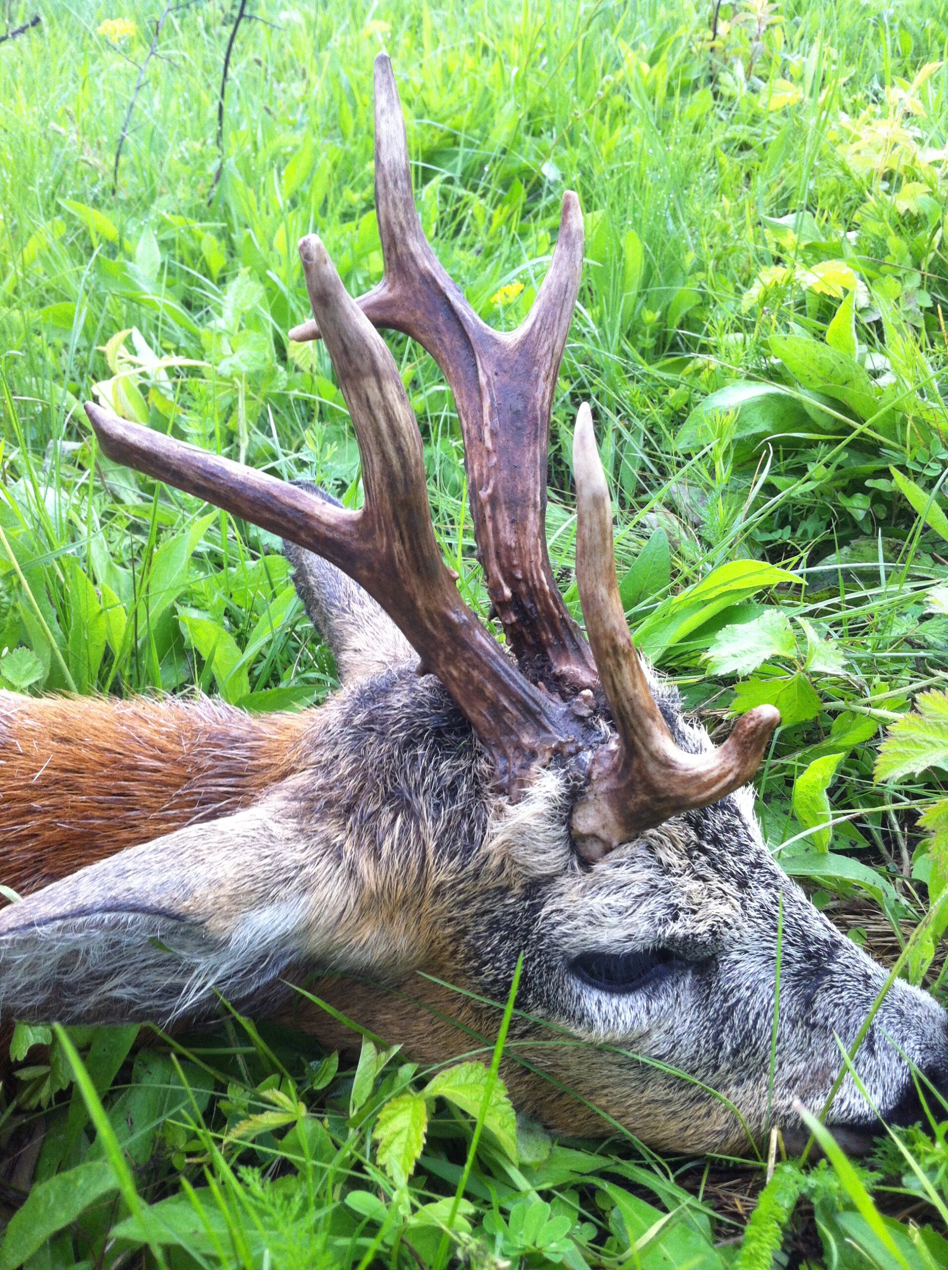 Rehbockjagd in Rumänien / Siebenbürgen – Bild 4