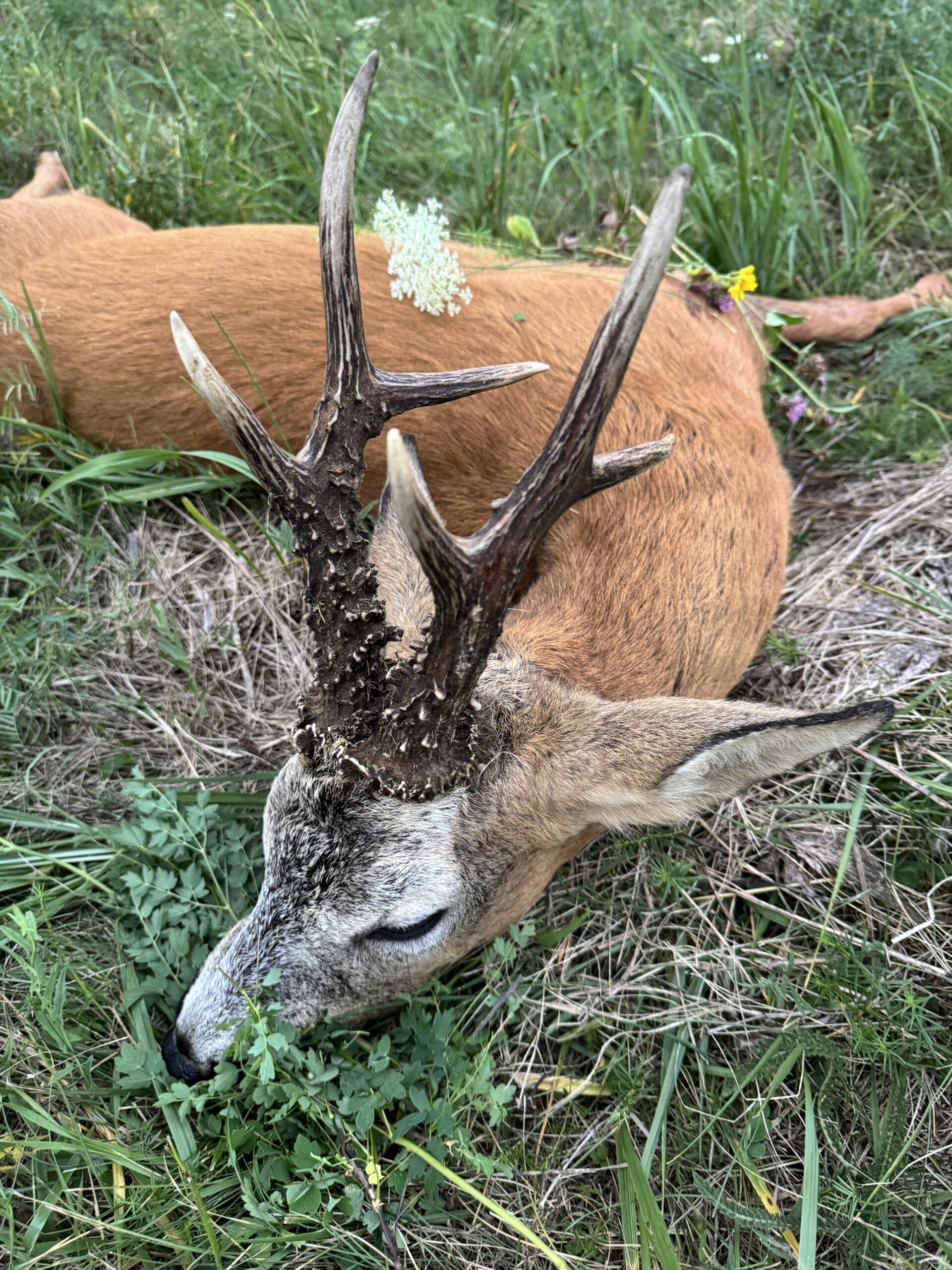 Rehbockjagd in Rumänien / Siebenbürgen – Bild 5
