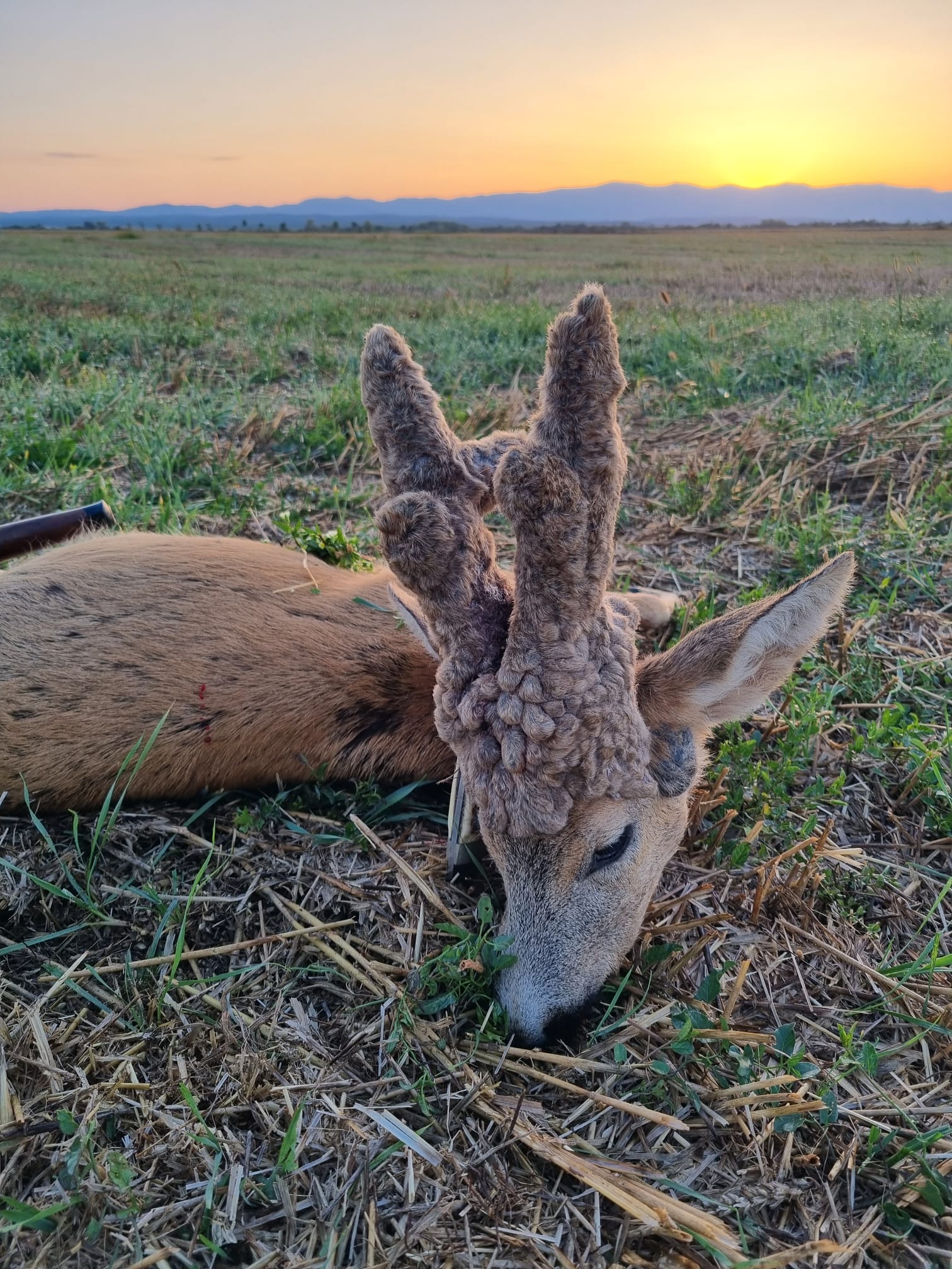 Rehbockjagd in Rumänien / Siebenbürgen – Bild 7