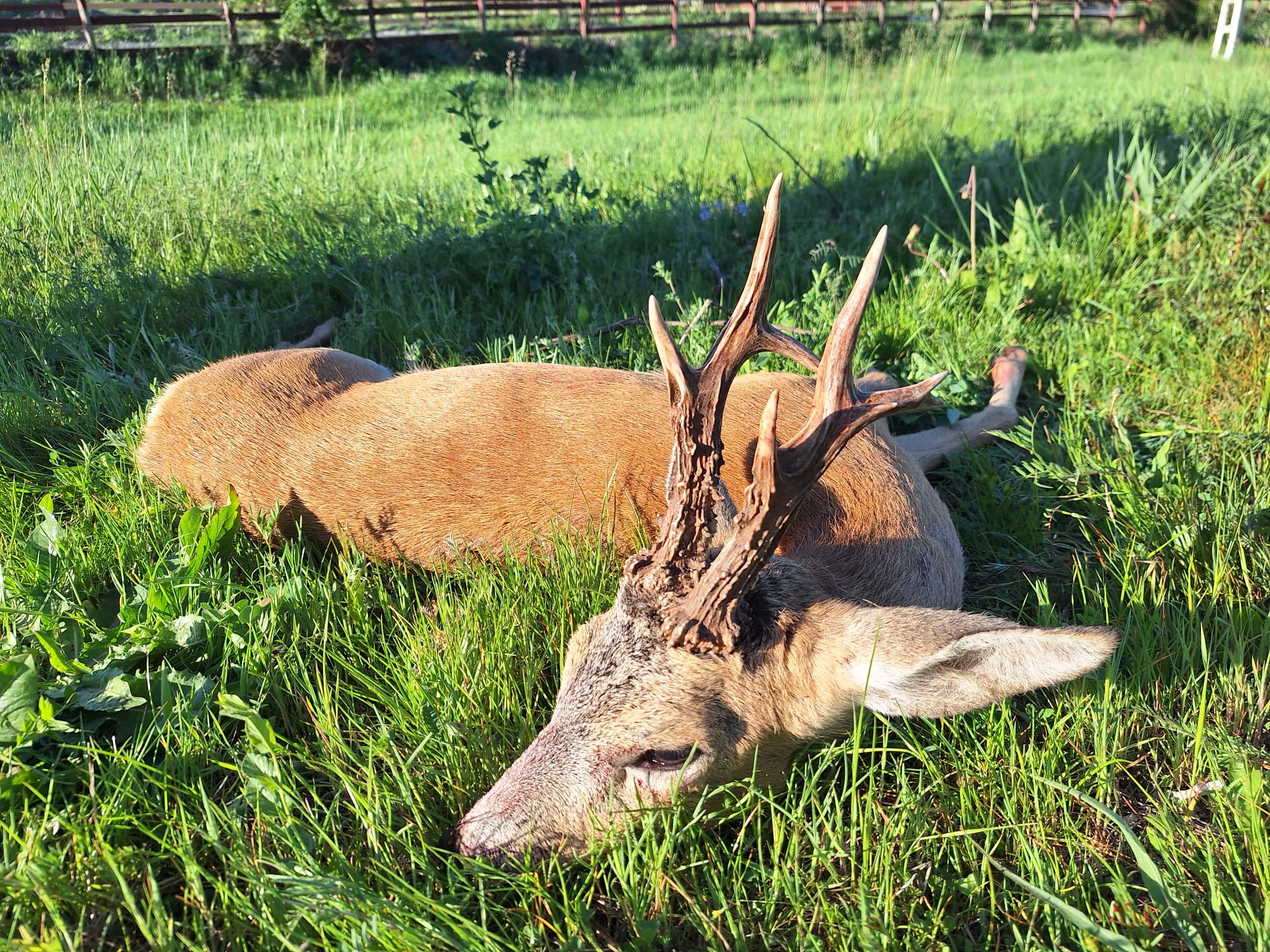 Rehbockjagd in Rumänien / Siebenbürgen – Bild 3