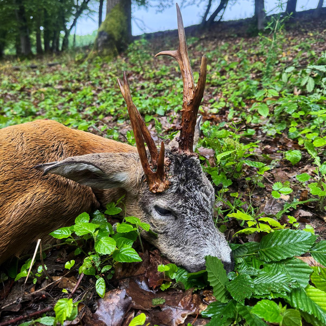 Rehbockjagd in Rumänien / Siebenbürgen – Bild 2