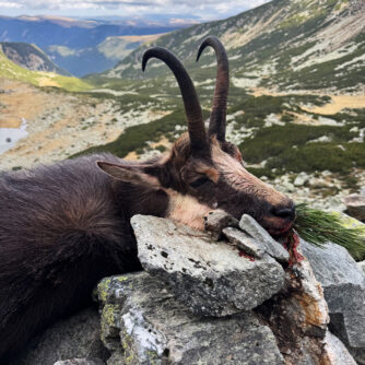 Gamsjagd in Südkarpaten